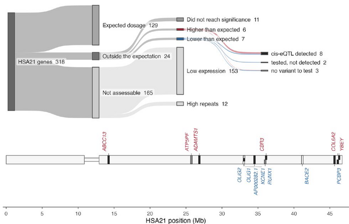 Common i cis i -eQTLs do not explain chromosome 21 gene expression deviations from the ploidy expectation in Trisomy 21