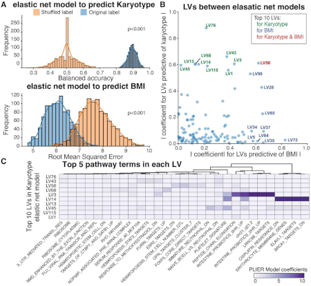 A Pathway-Level Information ExtractoR PLIER framework to gain mechanistic insights into obesity in Down syndrome.