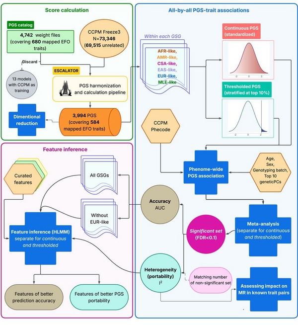 The landscape of polygenic score prediction accuracy and transportability across the phenome in ancestrally diverse populations.