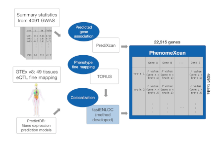 PhenomeXcan: Mapping the genome to the phenome through the transcriptome