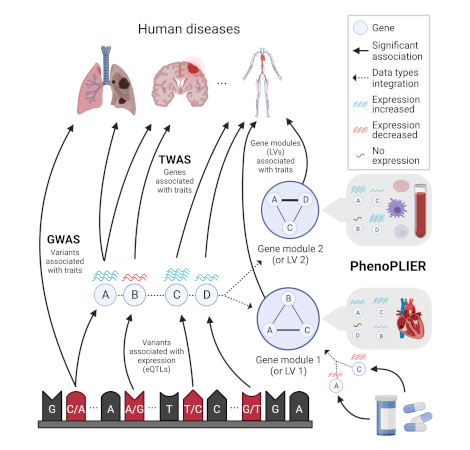 Projecting genetic associations through gene expression patterns highlights disease etiology and drug mechanisms